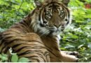 Probe Underway After 72 Tigers Die from Virus at Thai Tourist Park, Officials Rule Out Bird Flu