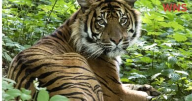 Probe Underway After 72 Tigers Die from Virus at Thai Tourist Park, Officials Rule Out Bird Flu