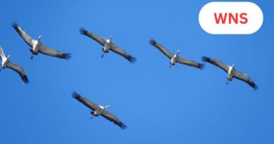 ‘Heading in the Wrong Direction’: UN Report Finds Nearly Half of Migratory Species in Decline Ahead of Global Wildlife Summit