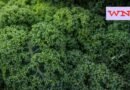 10 Science-Backed Health Benefits of Kale That Make It One of the Healthiest Greens