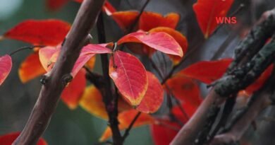 March Equinox 2026: The First Day of Spring and Autumn and Its Cultural Significance Around the World