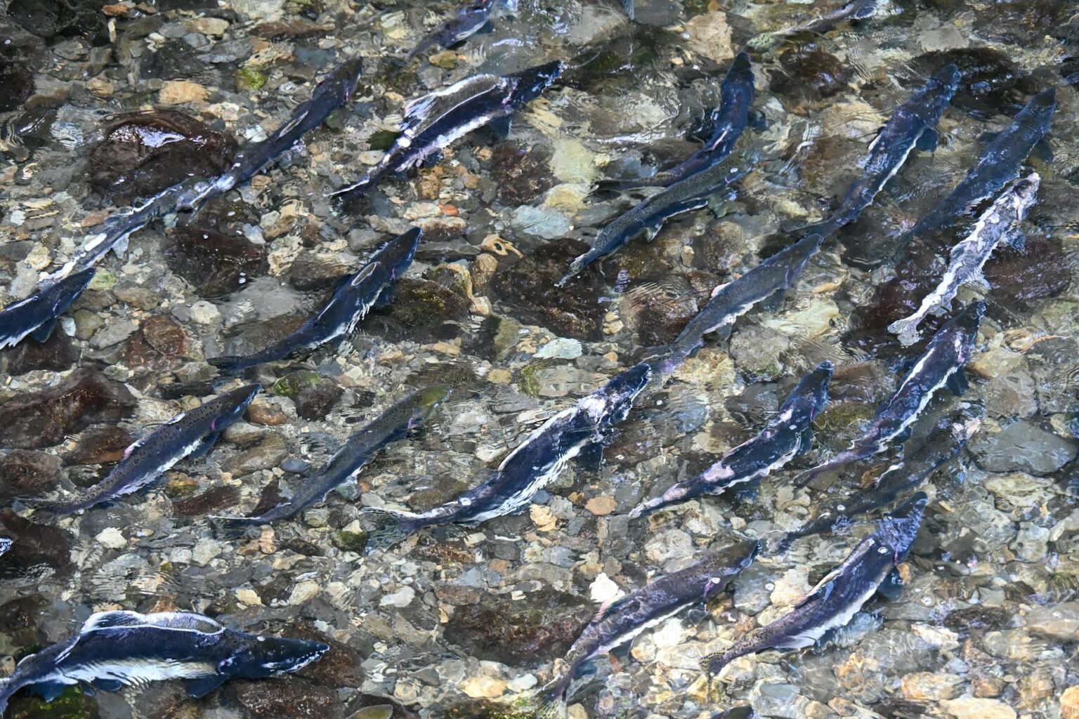 salmon spawning in sitka alaska stream