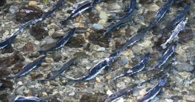 salmon spawning in sitka alaska stream