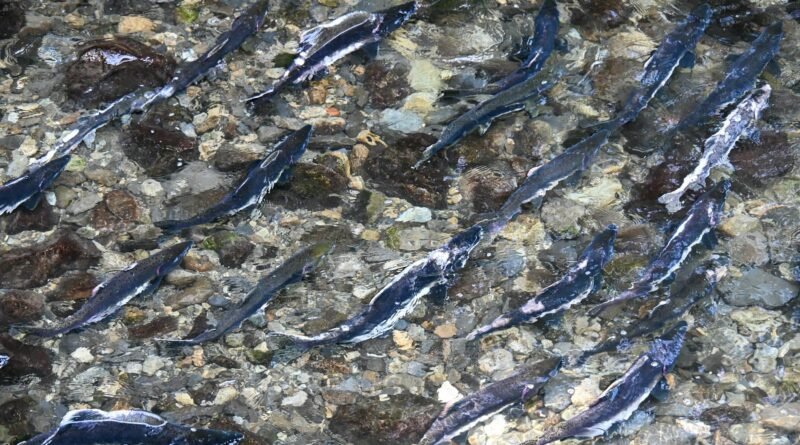 salmon spawning in sitka alaska stream