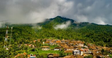 houses surrounded by trees