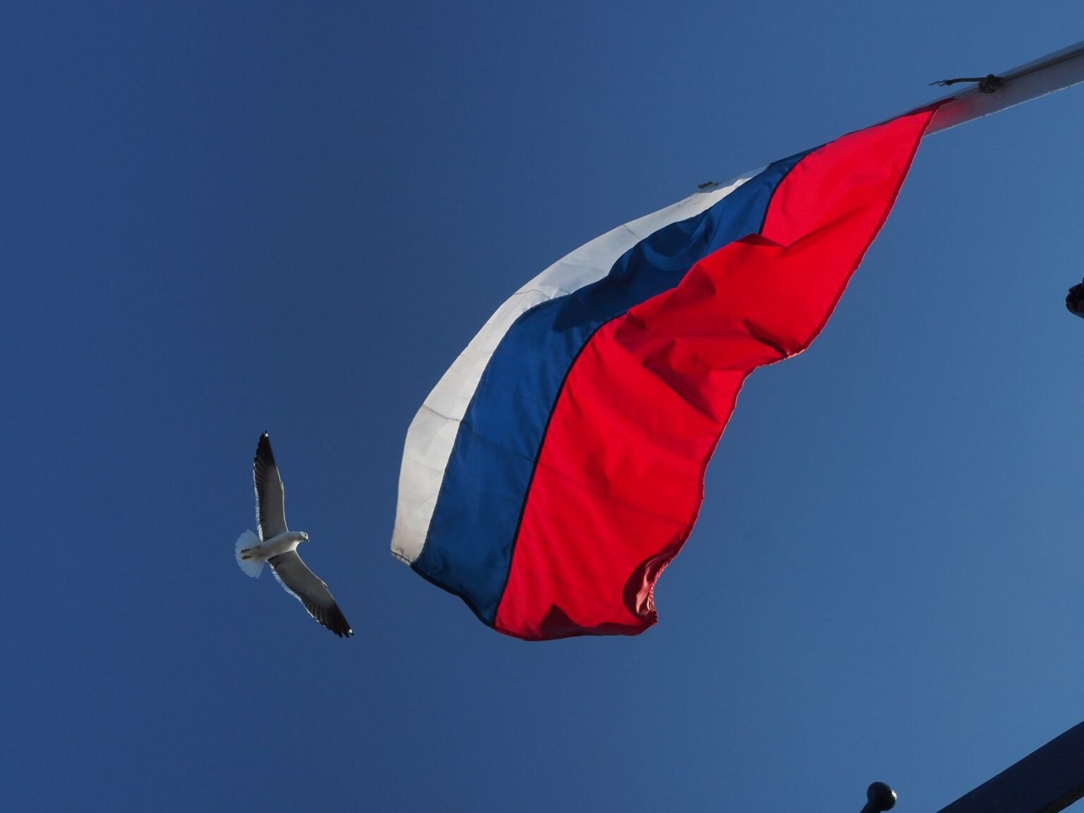 flying bird near a flag